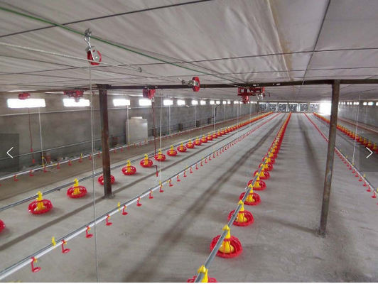 Automatic Bell Drinker For Poultry