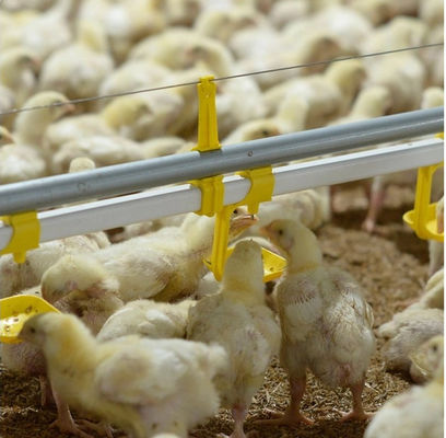 Automatic Bell Drinker For Poultry