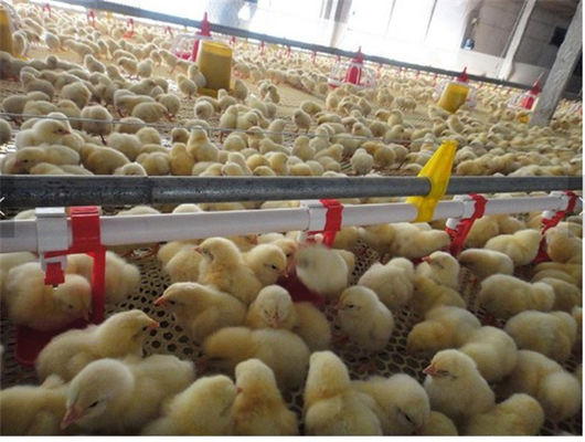 Broiler Automatic Poultry Drinker Nipple Cup Drinker System