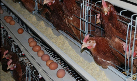 Low Carbon Steel Wire 4mm Poultry Feeding Trough For Chicken Cage