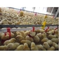 Línea automática de Pan Feeding System Nipple Drinking de las aves de corral del pollo