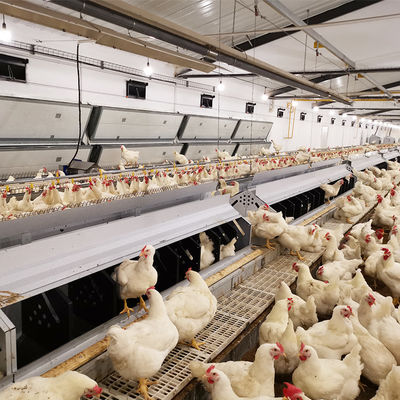 Granjas avícolas Pan Feeder System Chicken Breeding