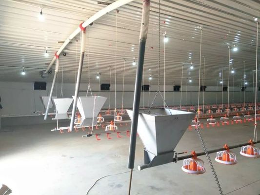 Cadena Pan Feeding System automático de la granja de pollo 1 fase