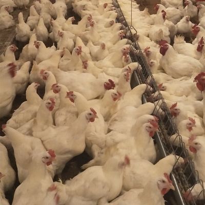 Sistema comercial del criador de la cría de la tierra del equipo de las aves de corral de la casa de pollo para la parrilla