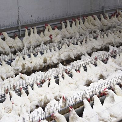 Consumición del pollo del padre de Pan Feeding System Automatic Breeder de las aves de corral del equipo de cultivo